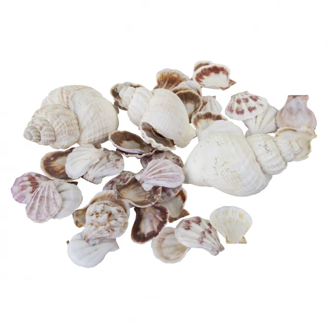 Sonstiger Hersteller Streudeko - Muscheln - 1 Beutel 3 Sonstiger Hersteller Streudeko - Muscheln - 1 Beutel