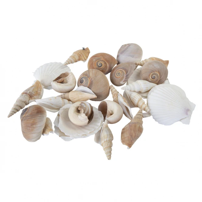 Sonstiger Hersteller Streudeko - Muscheln - 1 Beutel 4 Sonstiger Hersteller Streudeko - Muscheln - 1 Beutel – Bild 2